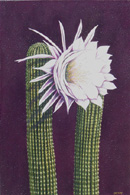 White Blossom on the Side by Jane Cassidy