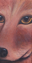 Coyote Eyes by Jane Cassidy
