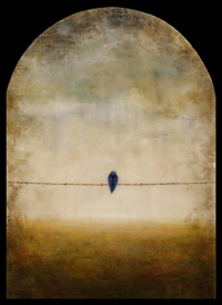 Bluebird by Corey Horne